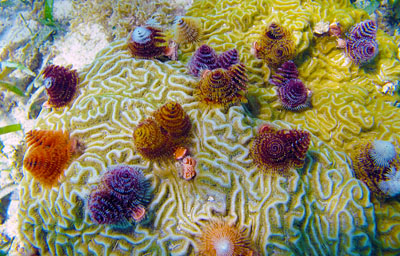 Colorful Christmas Tree worms on Brain coral